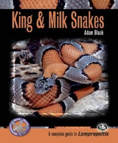 KING & MILKSNAKES