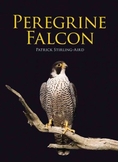 PEREGRINE FALCON