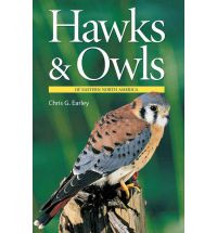 HAWKS & OWLS