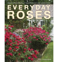 EVERYDAY ROSES