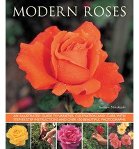 MODERN ROSES