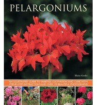 PELARGONIUMS