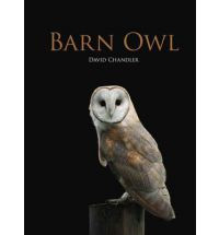 BARN OWL