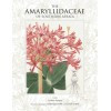 THE AMARYLLIDACEAE