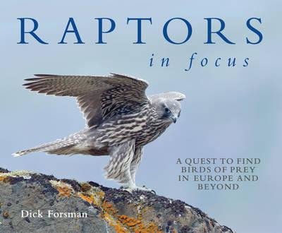 RAPTORS IN FOCUS