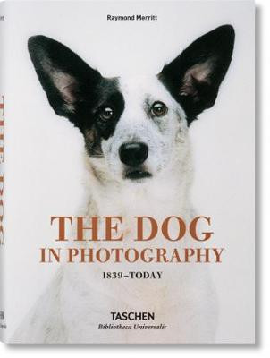 THE DOG IN PHOTOGRAPHY