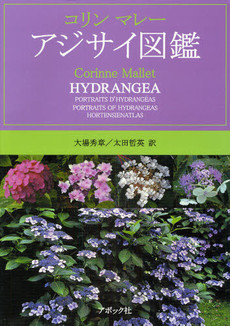 HYDRANGEA