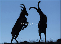 ACROBATAS