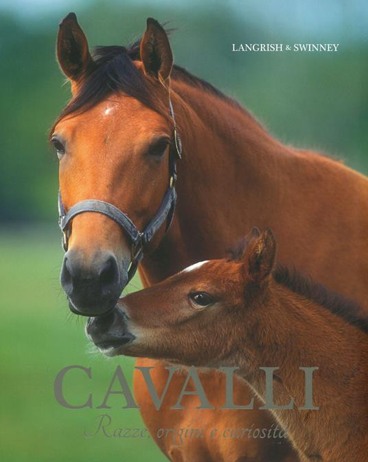 CAVALLI