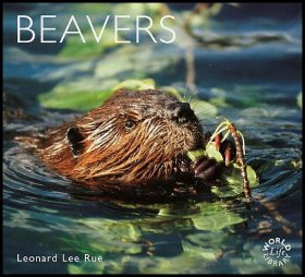 BEAVERS