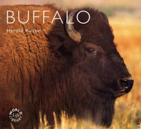 BUFFALO