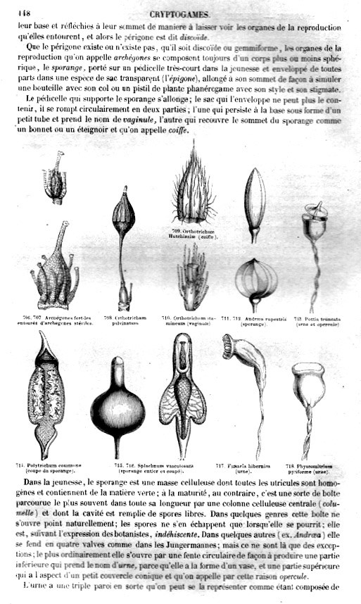 BOTANIQUE CRYPTOGAMIQUE