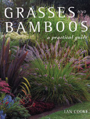 GRASSES AND BAMBOOS